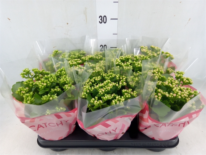 <h4>Kalanchoe blos. 'RosDon Nando'</h4>