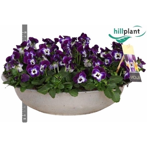 VIO CO EM PURPL FACE