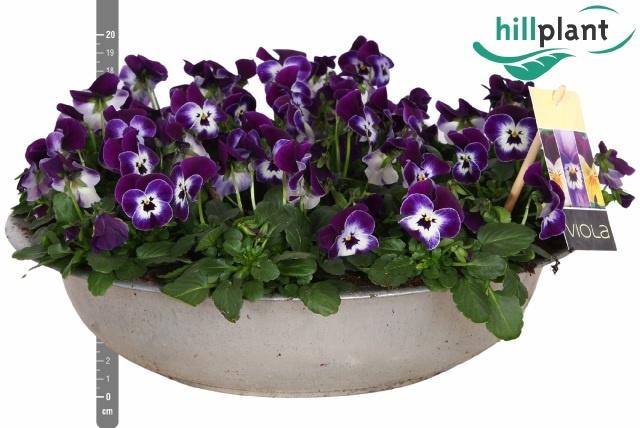 <h4>VIO CO EM PURPL FACE</h4>