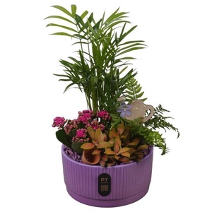 PTIB5117 Arrangementen kamerplanten