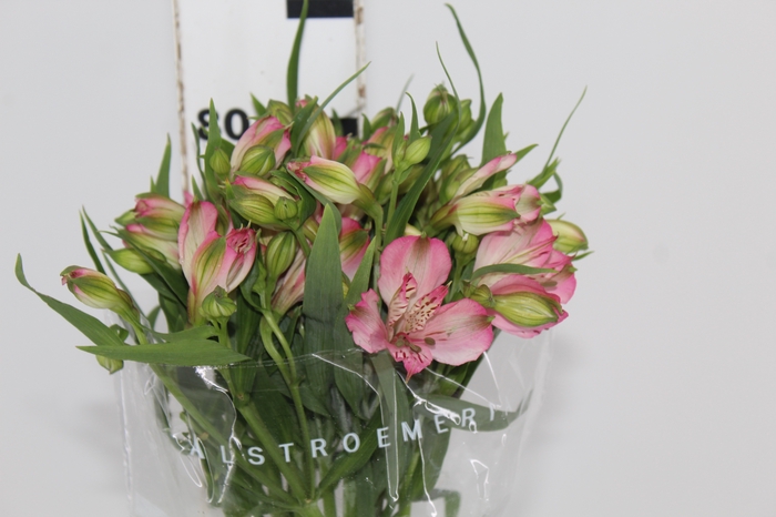 <h4>ALSTROEMERIA PAMELA 080 CM</h4>