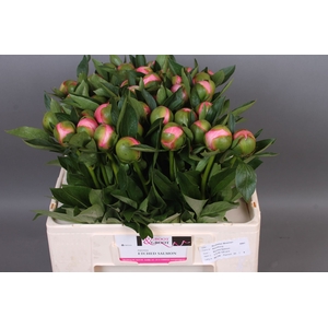 Paeonia Etched Salmon | Heavy Quality