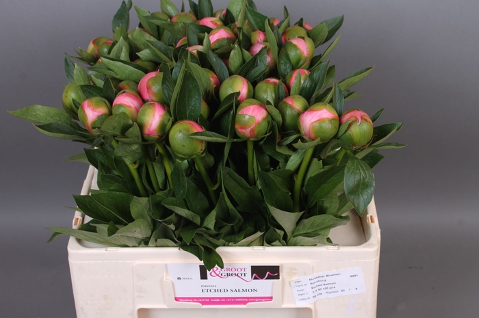 <h4>Paeonia Etched Salmon | Heavy Quality</h4>