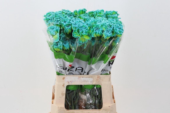 <h4>Dianthus ST   ...colored H%</h4>