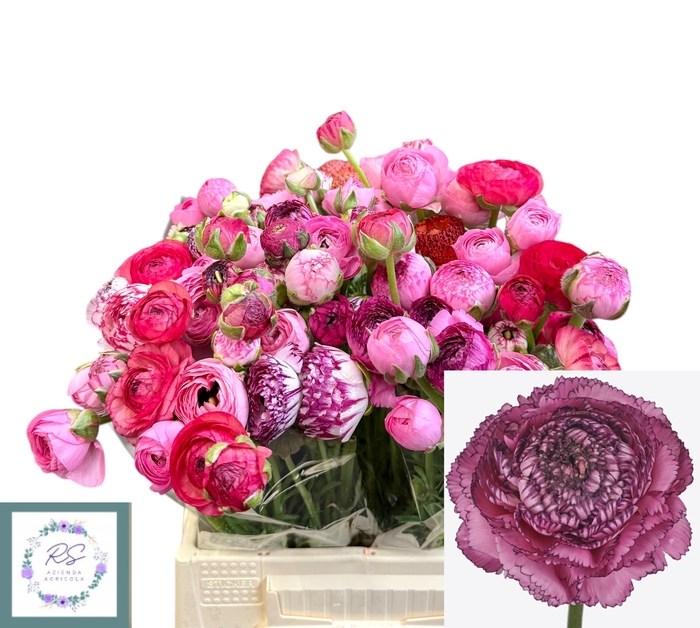 <h4>RAN EL PINK STRIPES</h4>