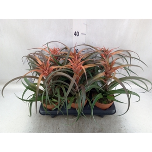 Tillandsia capitata 'Hermosa'