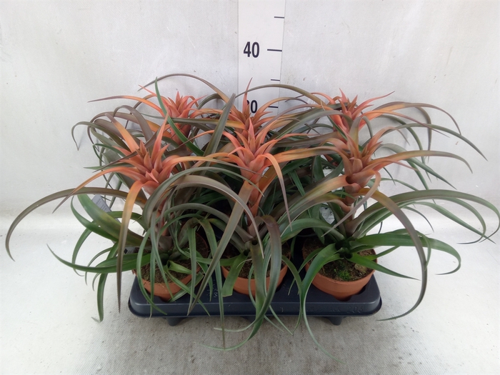 <h4>Tillandsia capitata 'Hermosa'</h4>