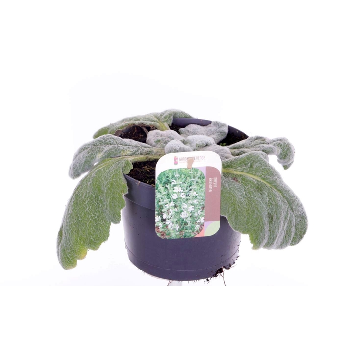 <h4>Salvia argentea</h4>