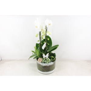 arr2 PL - Glas cilinder phal. wit vlinder