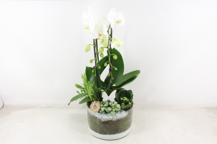 <h4>arr2 PL - Glas cilinder phal. wit vlinder</h4>