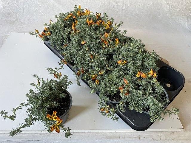 <h4>LOTU CORNICULATUS</h4>