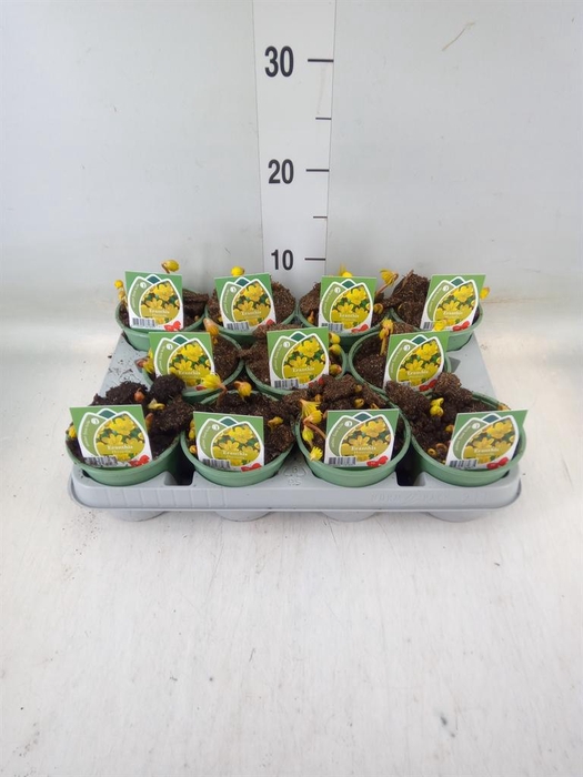 <h4>Eranthis hyemalis</h4>