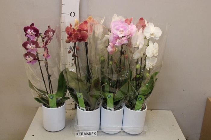 <h4>ARR PHAL 1 TAK</h4>