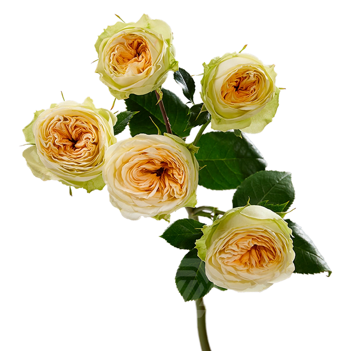 <h4>R TR WINK ALLURE Tessa</h4>