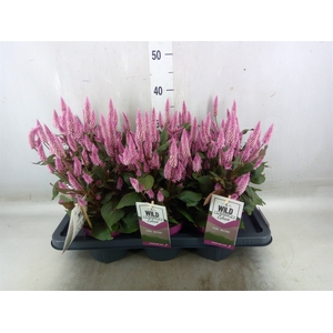 Celosia arg. SP 'Wild Pink'