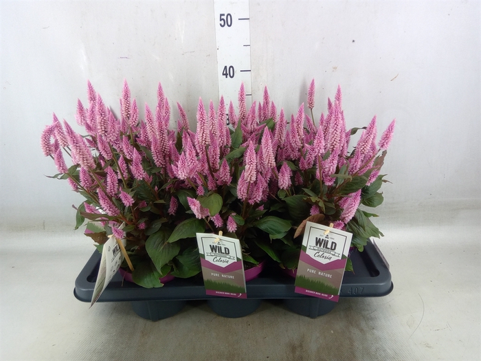 <h4>Celosia arg. SP 'Wild Pink'</h4>