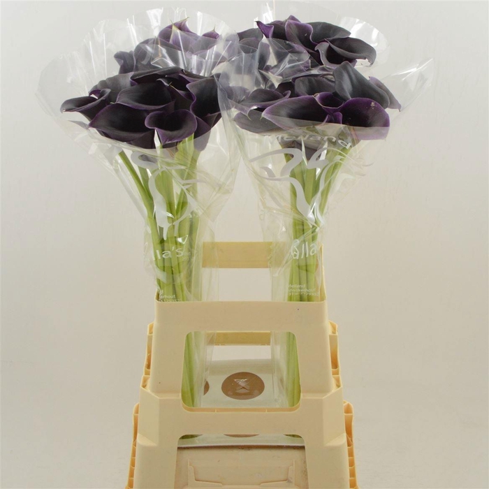 <h4>ZANT CANTOR</h4>