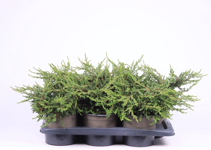 <h4>Juniperus communis 'Repanda'</h4>