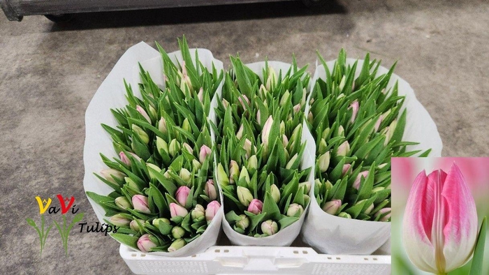 <h4>TU EN FIRST CLASS</h4>