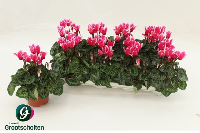 <h4>CYCL KL SUP FUJI</h4>