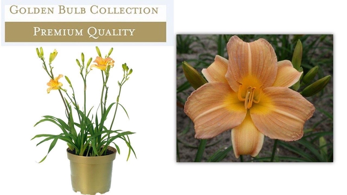 <h4>Hemerocallis Orange</h4>