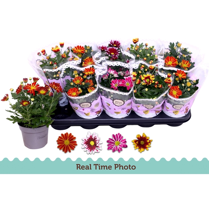 <h4>CHRYS GEM 2 KL BLOEM</h4>