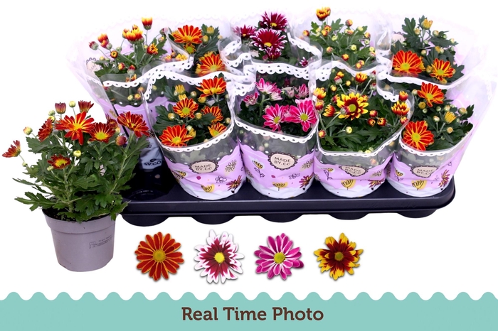 <h4>CHRYS GEM 2 KL BLOEM</h4>