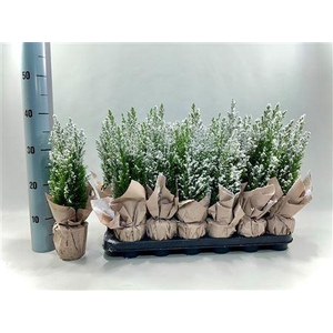 Cham L Ellwoodii Met Snow And Deco