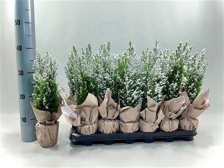 <h4>Cham L Ellwoodii Met Snow And Deco</h4>