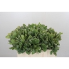 Pittosporum Ilan