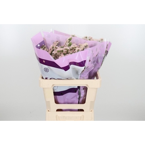 Lim S Apri Sun Birds