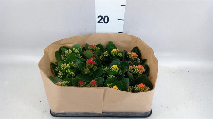 <h4>Kalanchoe blos.   ..</h4>
