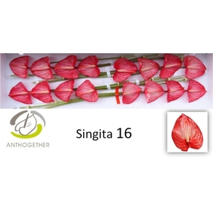 Anthurium andr. 'Singita'