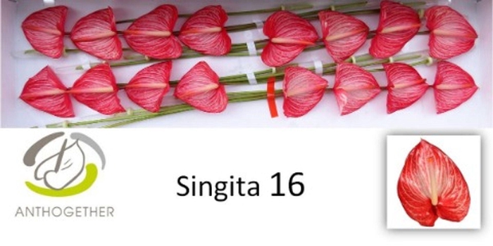 <h4>Anthurium andr. 'Singita'</h4>