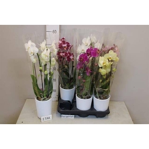 PHAL GEM