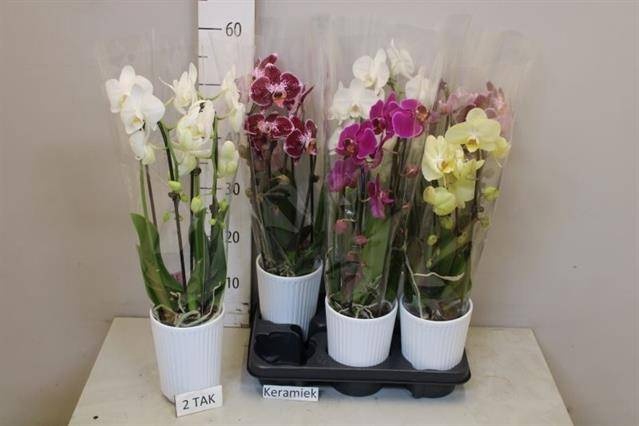 <h4>PHAL GEM</h4>