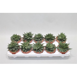 Haworthia Limifolia Twist