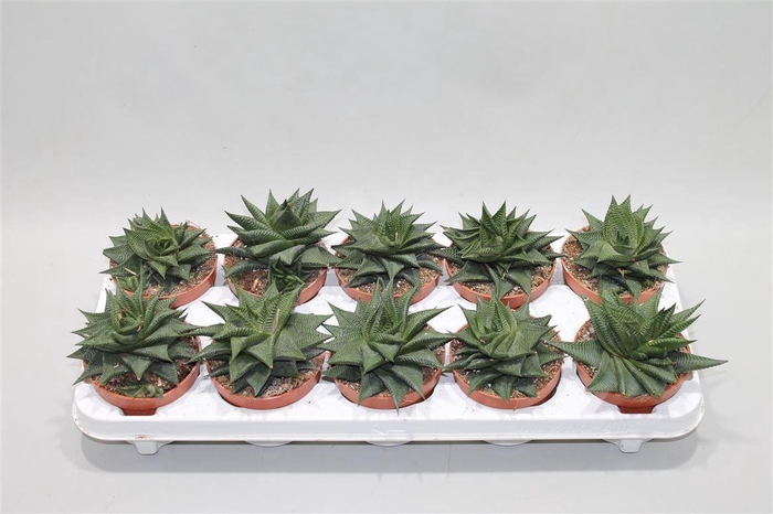 <h4>Haworthia Limifolia Twist</h4>