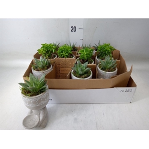 Arr.   Kamerplant Groen L%