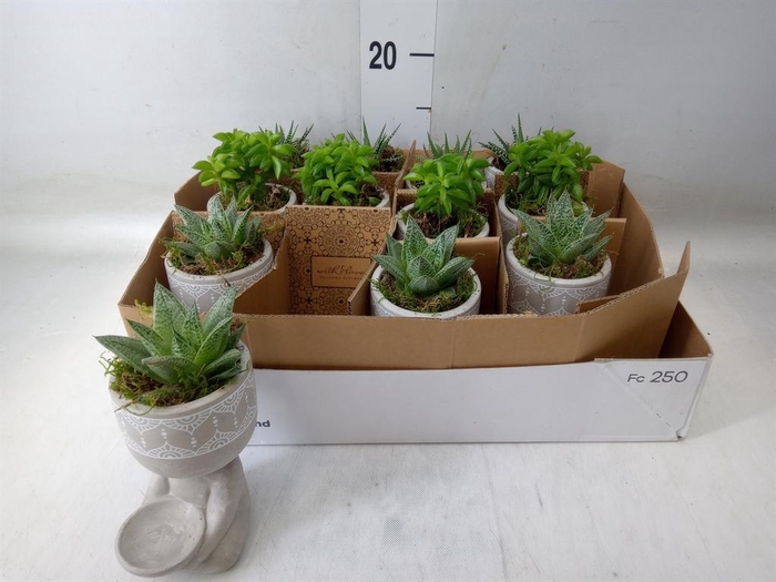 <h4>Arr.   Kamerplant Groen L%</h4>