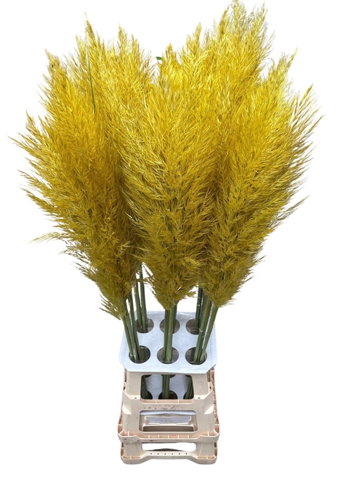 <h4>CORTA SELLOAN YELLOW</h4>