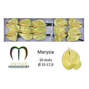 Anthurium Andreanum Grp Marysia