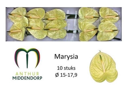 <h4>Anthurium Andreanum Grp Marysia</h4>