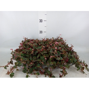 Persicaria capitata