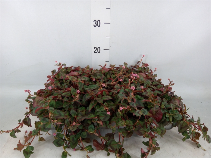 <h4>Persicaria capitatum</h4>