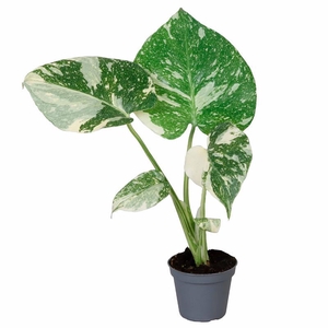 MONSTERA DELICIOSA P6 THAI CONSTELLATION
