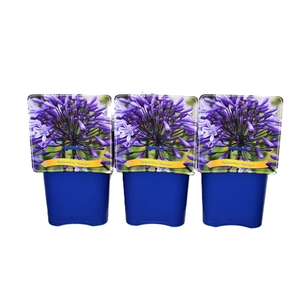 <h4>Agapanthus 'Monique' C5</h4>