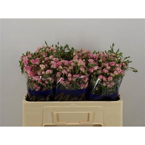 Rosa spray Gypsy