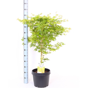 ACER OV