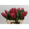 Protea Cynaroides Madiba